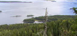 Koli